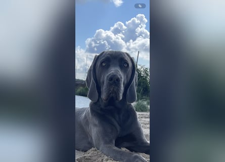 Weimaraner-Dogge