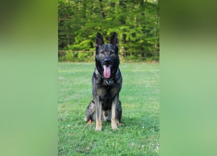 4 jähriger DSH in grau IGP 3, SV Papiere sucht ein neues zu Hause