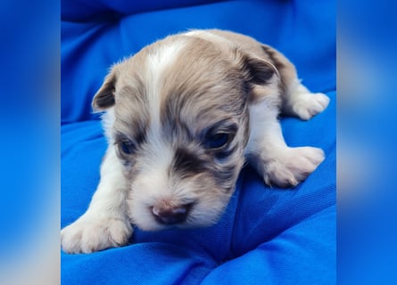 Bezaubernde Welpen aus Bolonka Zwetna und Pomeranian (Zwergspitz)