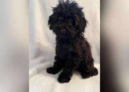 Wunderschöne Mini/Medium Goldendoodle Hündin in schwarz-braun zu verkaufen 6 Monate alt max.38cm
