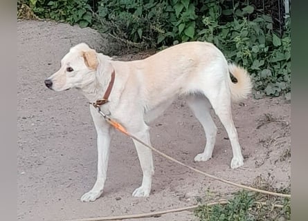 Angsthäschen Henry 3 J., kastr., sucht sensibles hundeerfahrenes ländliches Traumzuhause !