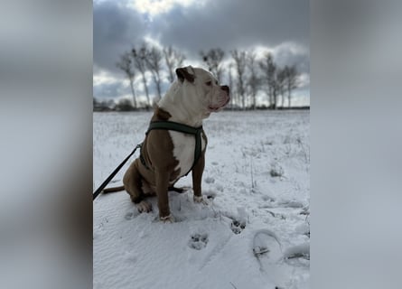 Amerikanische Bulldogge sucht ein zuhause