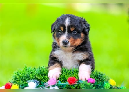 Mini American Shepherd (Showlinie)