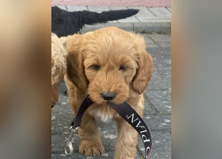 Aussiedoodle / Aussiepoo  F1b