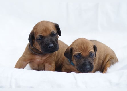 wunderschöne Rhodesian Ridgeback Welpen ! ! ! absolut vitale und einwandfreie kleine Engel