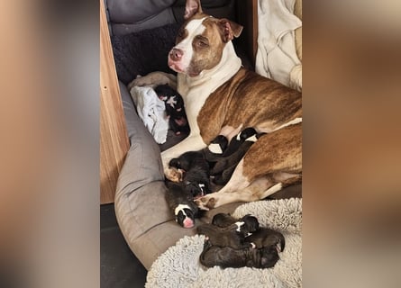 Amstaff Welpe