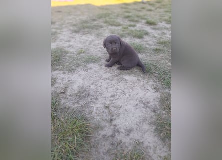 Labrador Welpen schokobraun reinrassig
