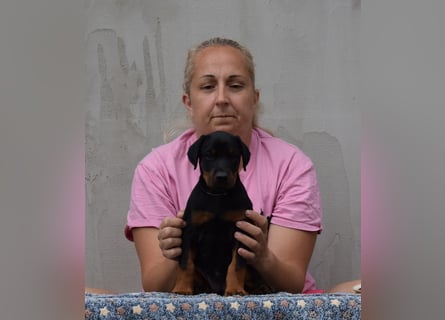 FCI Dobermann Welpe aus Championlinie – Nebula Nero di Angelo