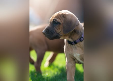 Rhodesian Ridgeback Welpen
