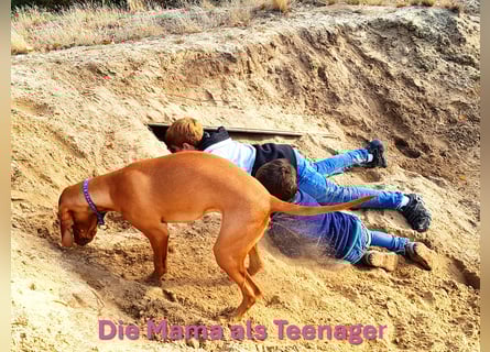 Magyar Vizsla Welpen reinrassig
