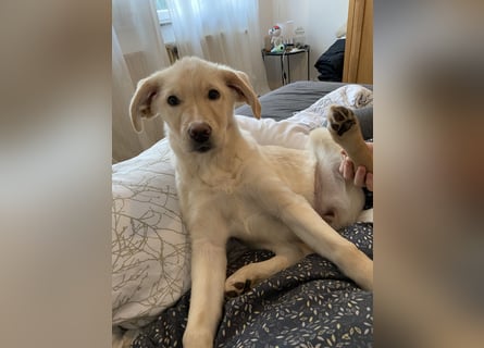 Hollybaby sucht Zuhause  ungeimpft
