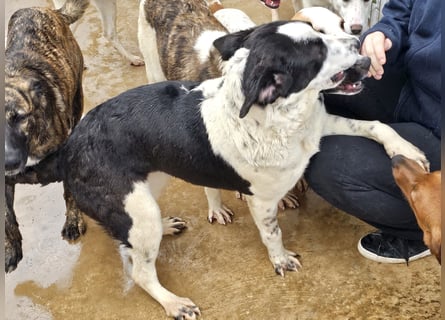 Milla - Gute-Laune-Hund wartet auf Sie