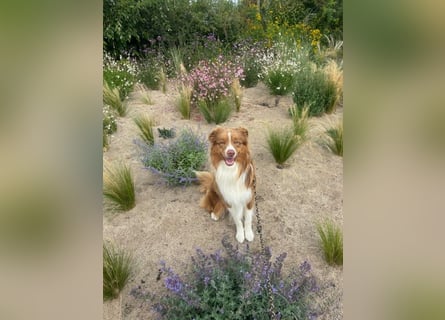 Erstklassiger Deckrüde Mini American Shepherd