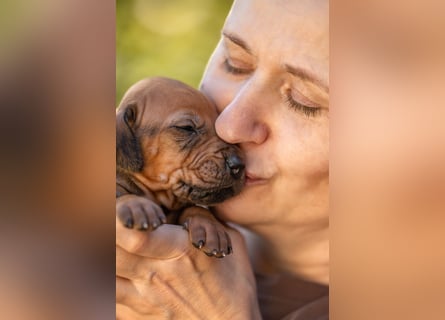 Rhodesian Ridgeback Welpen mit FCI-Ahnentafel