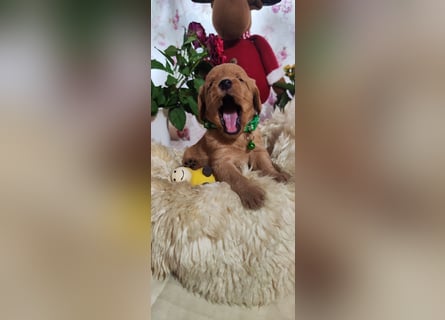 Labradoodle FB1 Welpen