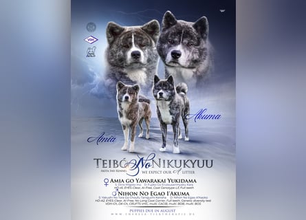 Akita Inu Welpen | A-Wurf | Japan Akita | Ahnentafel | VDH 
