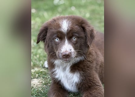 Tolle Australian Shepherd Welpen suchen Ihre Herzenfank