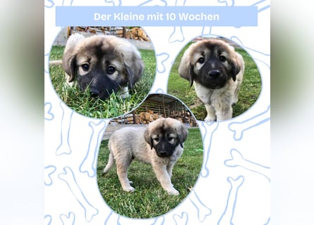 Sarplaninac-Welpe sucht neues Zuhause (Hirtenhund, Herdenschutzhund, Schäferhund)