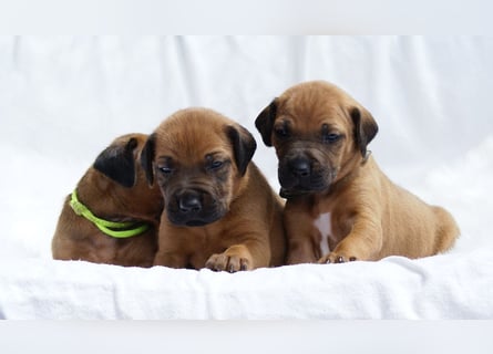 wunderschöne Rhodesian Ridgeback Welpen ! ! ! absolut vitale und einwandfreie kleine Engel