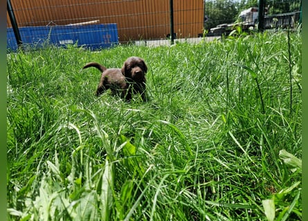 Labradoodle F1 Schokobraun