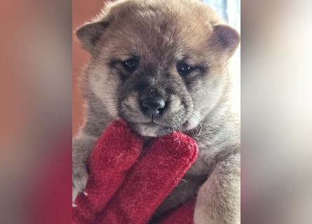 Shiba inu Welpen.   vom Haus Joe   ,Liebhaberzucht