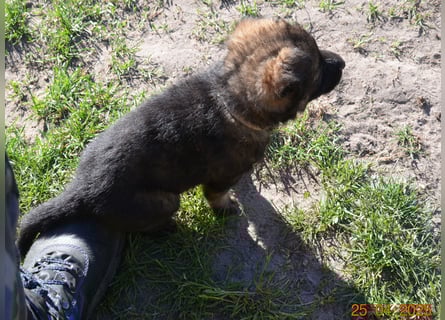 Dunkelgraue Schäferhunde aus Kör-u.Leistungzucht