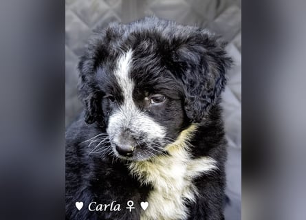 Cecilia, Cindy und Carla suchen ab Mitte Juli ein Zuhause