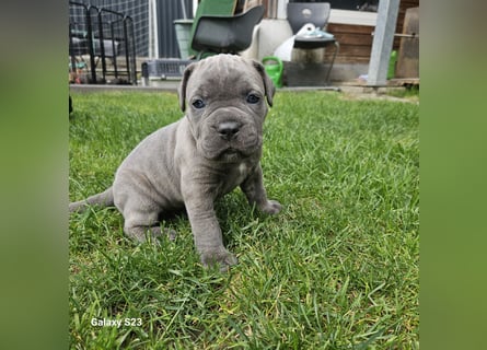 Cane Corso Italiano Welpen