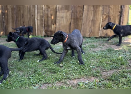 Deerhoundwelpen suchen ein liebevolles Für-Immer-Zuhause