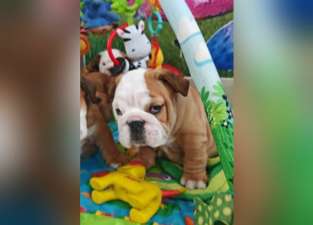 Englische Bulldogge Welpen mit FCI Papiere