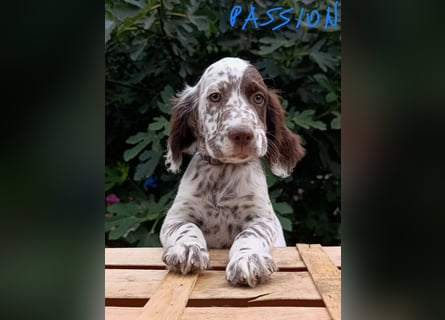 English setter Welpen (3 Rüden, 2 Hündinnen)