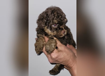 ZWERGPUDEL / TOY 2 männlich braun tan 1 schwarzes Mädchen 1 black tan Mädchen