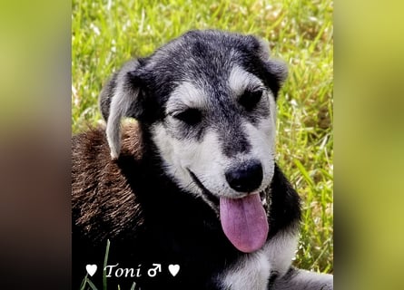 Teddy und seine Geschwister suchen ab September ein Zuhause