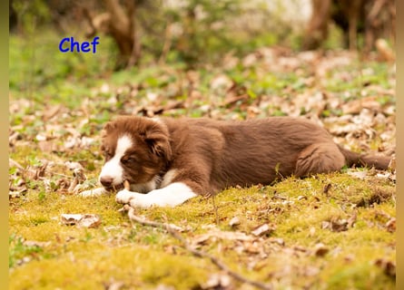Australian Shepherd Welpen Rüden, ASCA