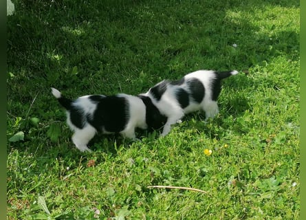 Foxterrier 