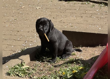Nur 2 Labrador Weibchen mit Ahnenpass 2 Rüden & 6 Weibchen in Schwarz