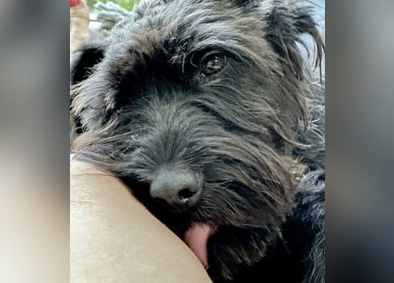 "Pumi“ – junge Schnauzer-Pumi-Mix Hündin sucht ländliches Zuhause
