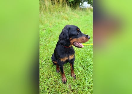 Unser letztes Gordon Setter Mädchen Sally sucht nette Kuschelpartner