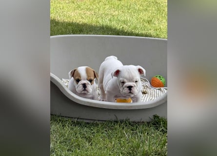 Englischen Bulldogge