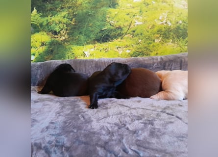 Reinrassige Labradorwelpen