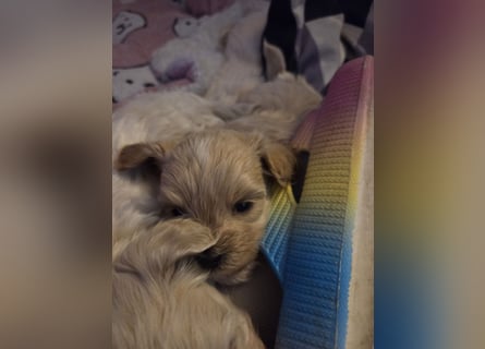 Maltipoo Welpen Rüde