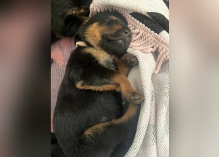 Rottweiler Schäferhund Mischling