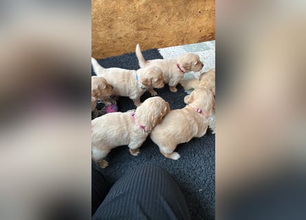 Golden Retriever Welpen