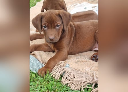 Rhodesian Ridgeback Welpen mit Papieren -Livernose-