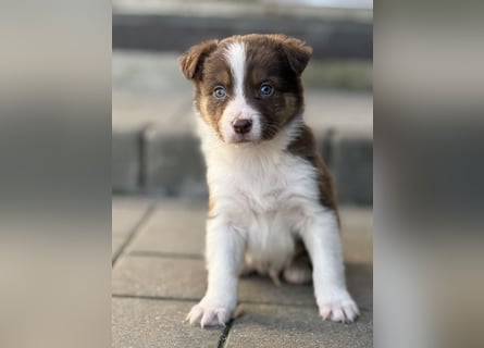 Wunderschöne Border Collie Welpen