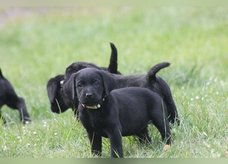 Labrador Welpen