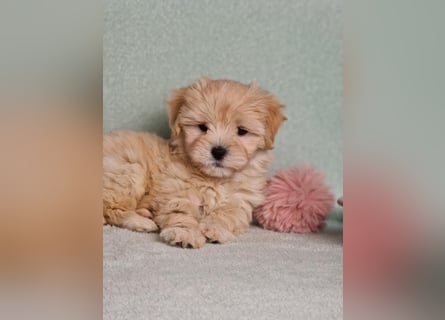 Maltipoo welpe rüde