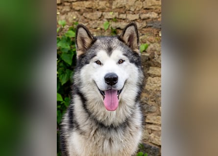 Zuchtstätte Silberglanz- C-Wurf / Alaskan Malamute Welpen - 3 Weibchen/2 Rüden