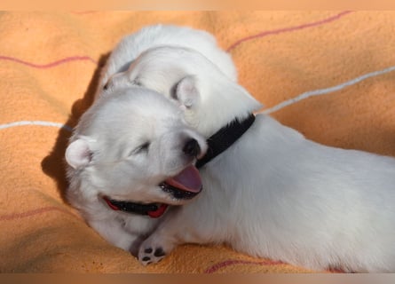 Japan Spitz Welpe