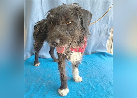 ❤️ ehemals armer LUPI - 2 Jahre, 45cm - Schnauzer-Mix